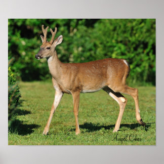 Affiches Buck par Angel Cher