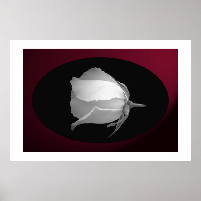 Affiches Bud rose (noir et blanc) (Devant)