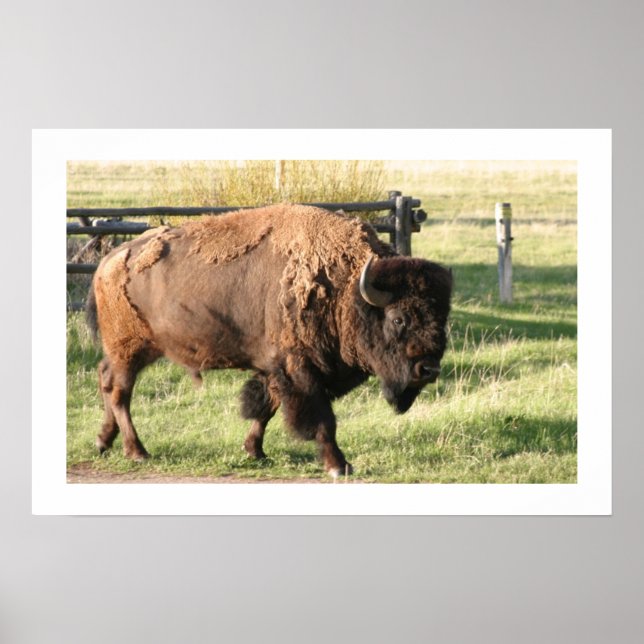 Affiches Buffalo (Devant)