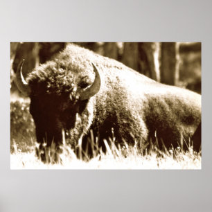 Affiches Buffalo in Yellowstone
