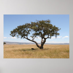 Affiches Buffalo sous l'arbre d'acacia