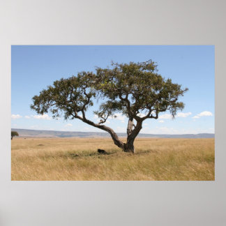 Affiches Buffle sous l'acacia