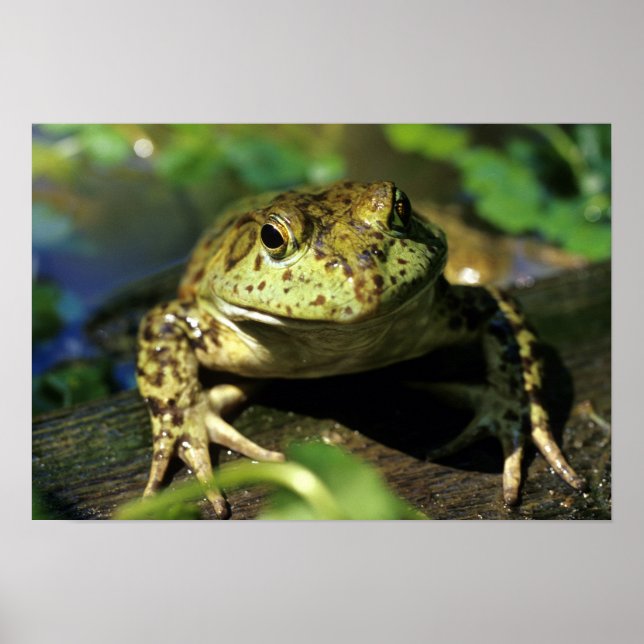 Affiches Bull frog. (Devant)