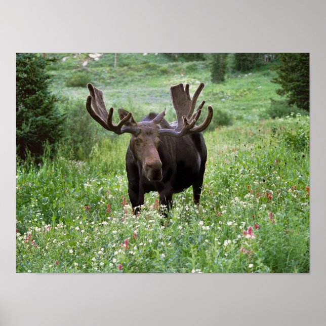Affiches Bull moose Alces alces) en fleur sauvage, (Devant)