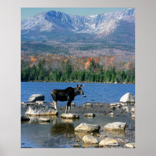 Affiches Bull Moose et Mont Katahdin