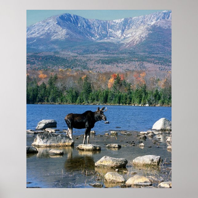 Affiches Bull Moose et Mont Katahdin (Devant)