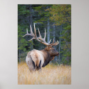 Affiches Bull Rocky Mountain Elk