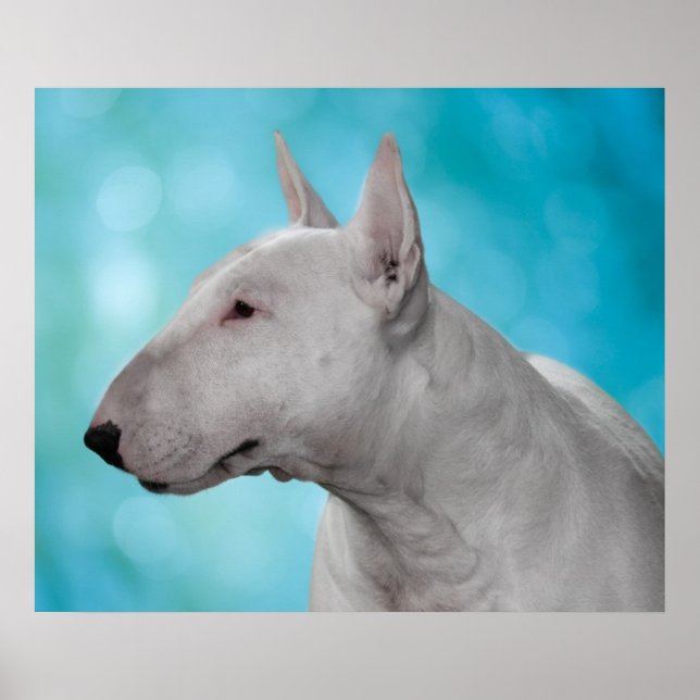 Affiches Bull Terrier (Devant)