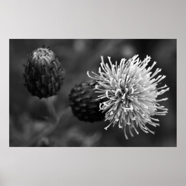Affiches Bull Thistle (Devant)