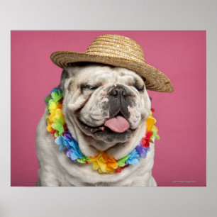 Affiches Bulldog anglais (18 mois) en paille