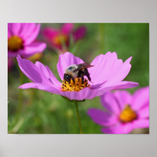 Affiches Bumble Bee Sur Fleur Cosmos Rose
