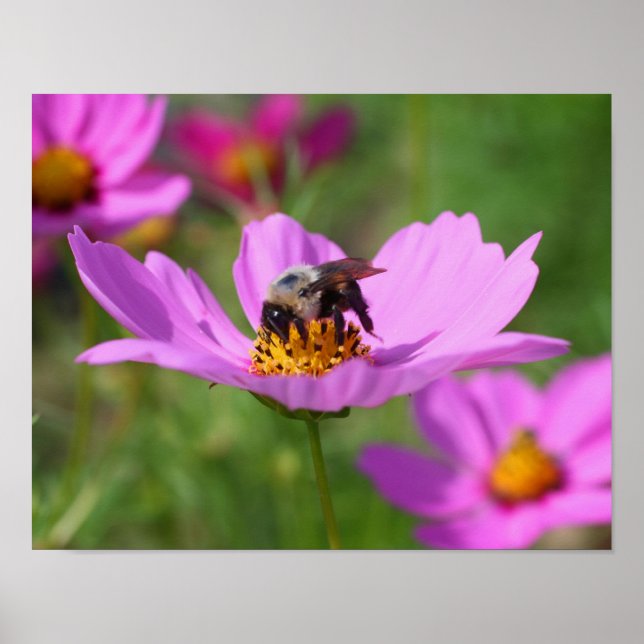 Affiches Bumble Bee Sur Fleur Cosmos Rose (Devant)