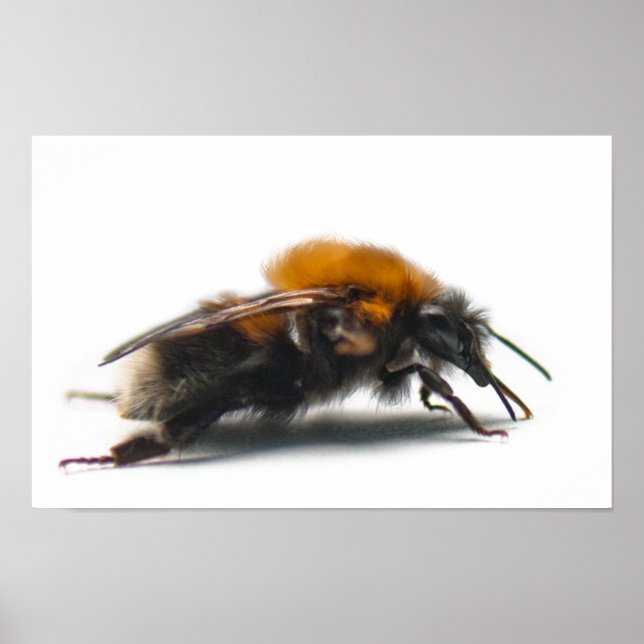 Affiches Bumblebee (Devant)