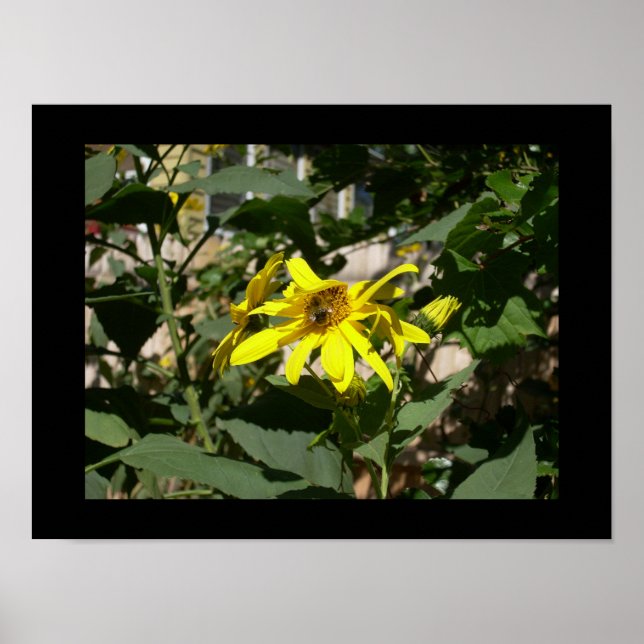 Affiches Bumblebee dans un tournesol (Devant)