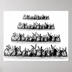 Affiches Bunnies