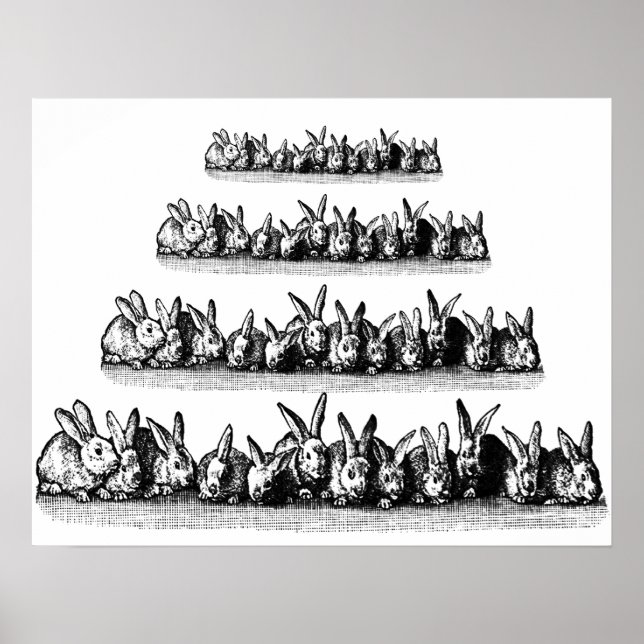 Affiches Bunnies (Devant)