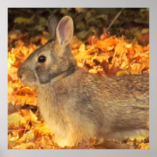 Affiches Bunny d'automne