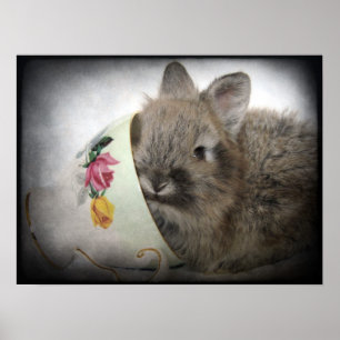 Affiches Bunny en tête de lionhead et Teup
