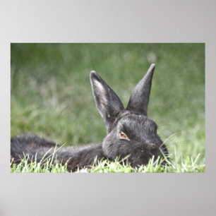 Affiches Bunny In the Grass fine art print