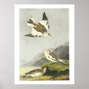 Affiches Bunting de neige par Audubon