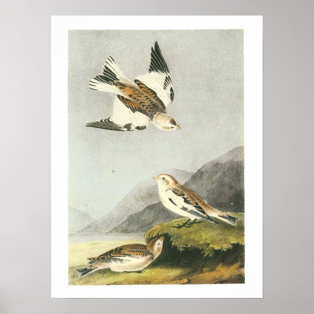 Affiches Bunting de neige par Audubon (Devant)