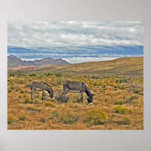 Affiches Burros sauvages de canyon rouge de roche
