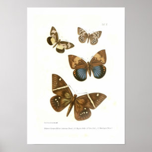 Affiches Butterflies