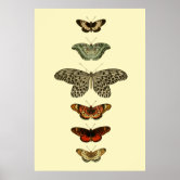 Photographie scientifique Coléoptères Insectes Arc-en-ciel Coloré Art  Poster Décoration murale 30,5 x 40,6 cm : : Maison