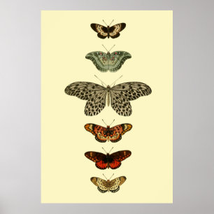 Affiches Butterfly Insects Collection