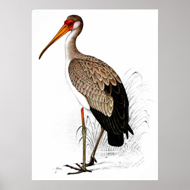 Affiches C G Finch-Davies Yellow Billed Stork (Devant)