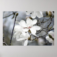 Ça doit être le printemps, l'arbre des tulipes en 