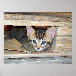 Affiches Cacher et rechercher