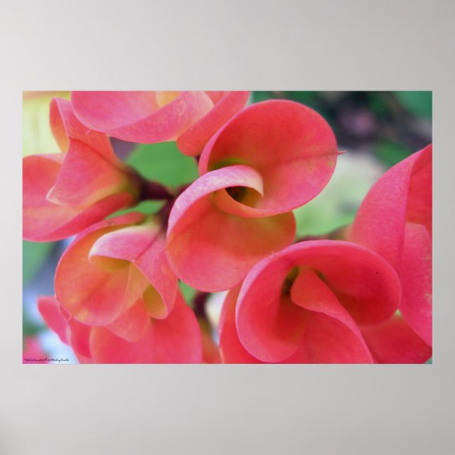 Affiches Cactus (Devant)