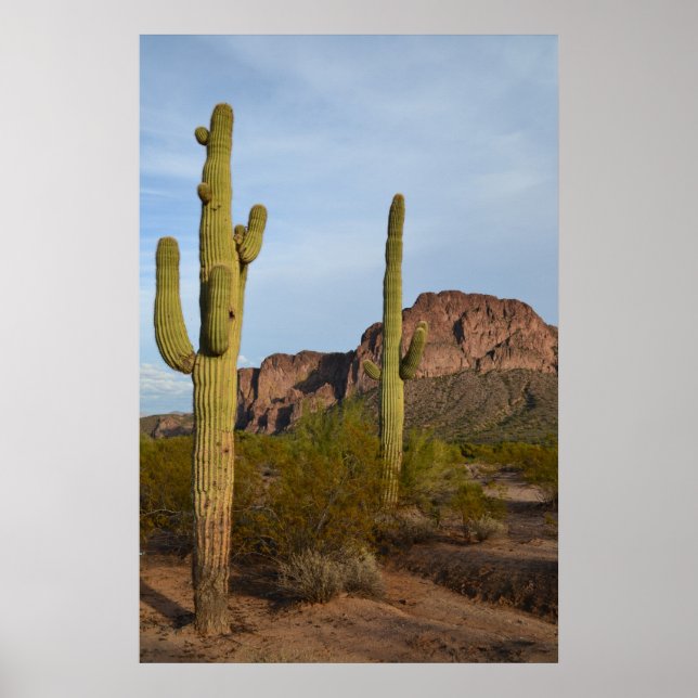 Affiches Cactus (Devant)