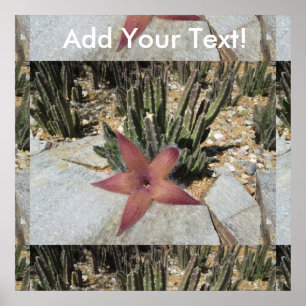 Affiches Cactus