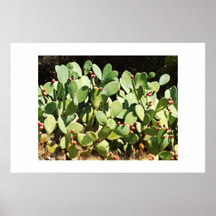 Affiches Cactus à poires