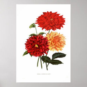 Affiches Cactus Dahlias