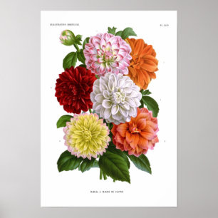 Affiches Cactus Dahlias