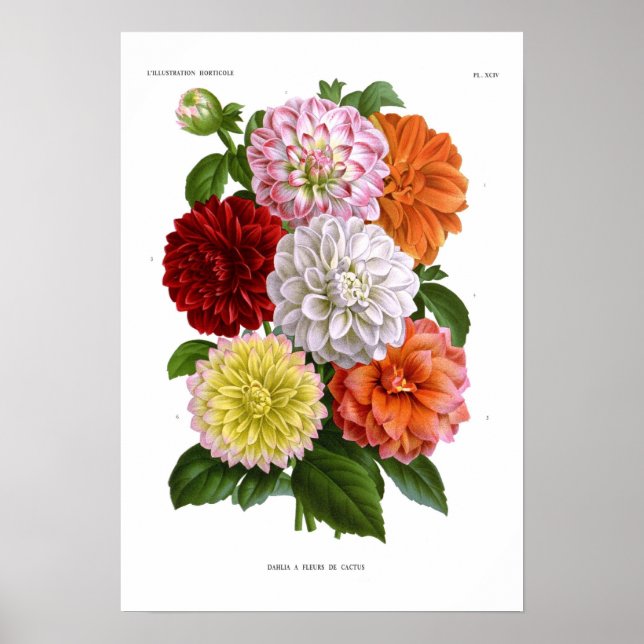 Affiches Cactus Dahlias (Devant)
