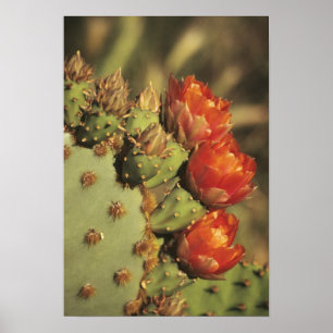 Affiches Cactus de poire en fleurs, Arizona-Sonora 2
