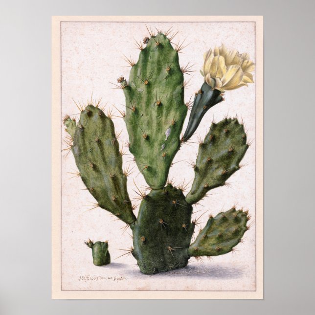 Affiches 🌵 cactus en fleurs (Devant)