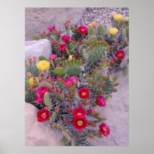 Affiches Cactus Prickly Pear