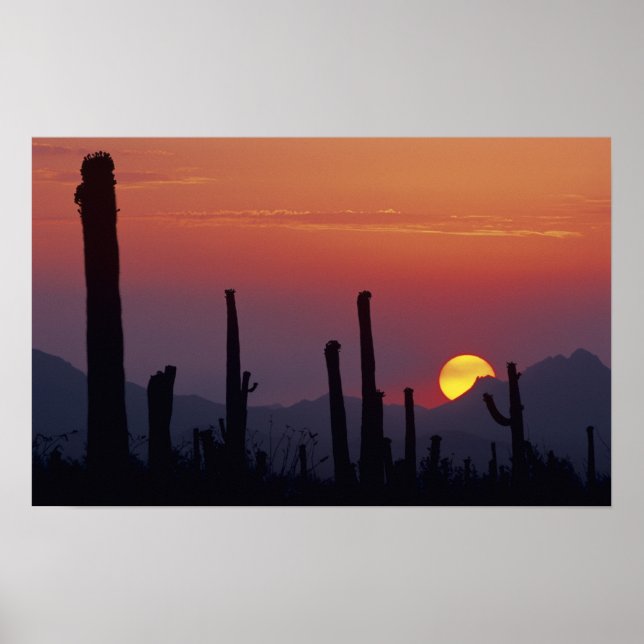 Affiches Cactus Saguaro Carnegiea gigantea), Coucher de sol (Devant)