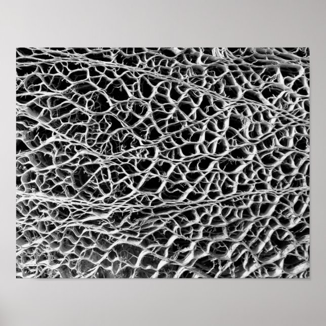 Affiches Cactus Skeleton (Devant)