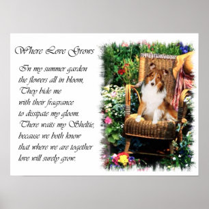 Affiches Cadeaux d'art de Berger Shetland Sheltie