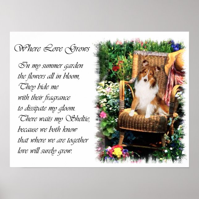 Affiches Cadeaux d'art de Berger Shetland Sheltie (Devant)