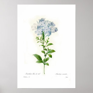 Affiches Caerulea de plumbago