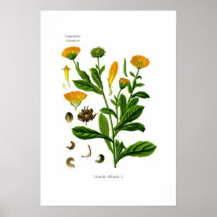 Affiches Calendula