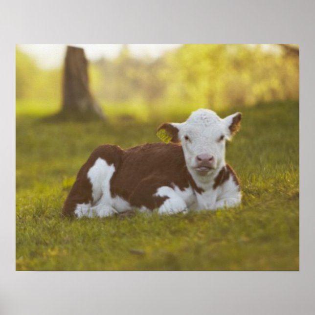 Affiches Calf Repose (Devant)