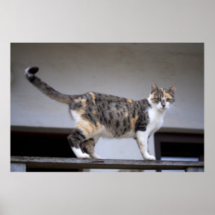 Affiches Calico Cat au balcon